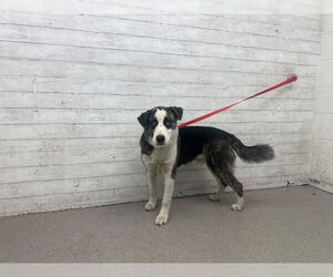 Siberian Husky-Unknown Mix Dogs for adoption in San Bernardino, CA, USA