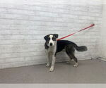 Small Australian Shepherd Mix