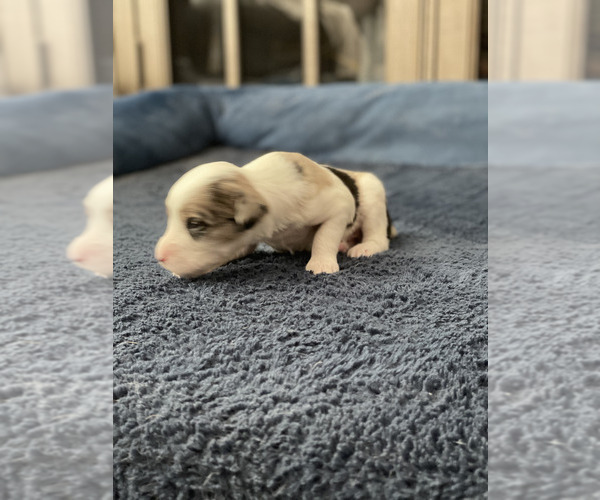 Medium Photo #9 Aussiedoodle Puppy For Sale in VAIL, AZ, USA