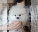 Small Photo #1 Pomeranian Puppy For Sale in North Vancouver, British Columbia, Canada