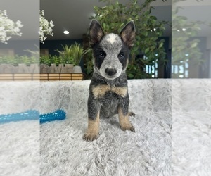 Australian Cattle Dog Puppy for sale in GREENFIELD, IN, USA