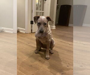 Medium Catahoula Leopard Dog Mix