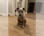 Small Catahoula Leopard Dog Mix
