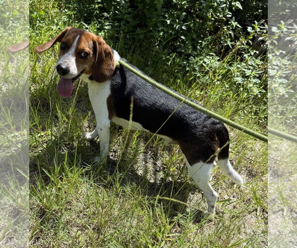 Medium Photo #3 Beagle Puppy For Sale in Sanford, FL, USA