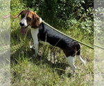Small #2 Beagle