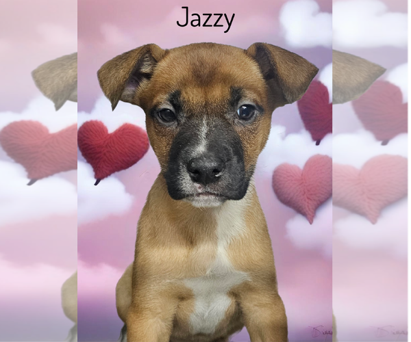 Medium Photo #3 Boxer-German Shepherd Dog Mix Puppy For Sale in Phelan, CA, USA