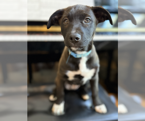 Medium Photo #1 Mutt Puppy For Sale in Sandy, UT, USA