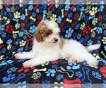 Small #7 Poodle (Miniature)