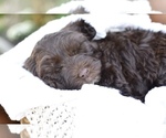 Small #5 Portuguese Water Dog
