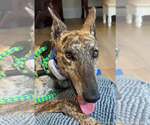 Small Photo #2 Greyhound Puppy For Sale in Cherry Hill, NJ, USA