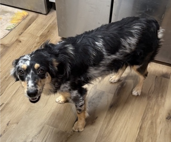 Medium Photo #1 Australian Shepherd Puppy For Sale in WILLIAMS, AZ, USA