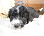 Small Photo #17 Aussiedoodle Miniature  Puppy For Sale in STAFFORD, VA, USA