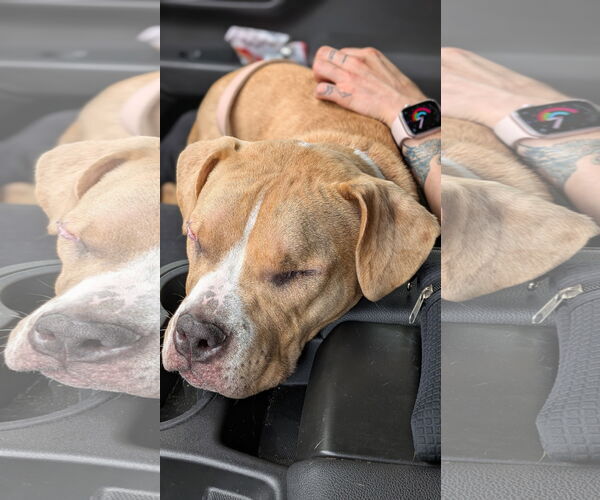 Medium Photo #4 American Pit Bull Terrier-Unknown Mix Puppy For Sale in La Vergne, TN, USA