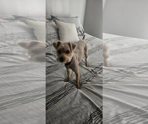 Toby - Male Mutt Dog for Adoption - Photo #2