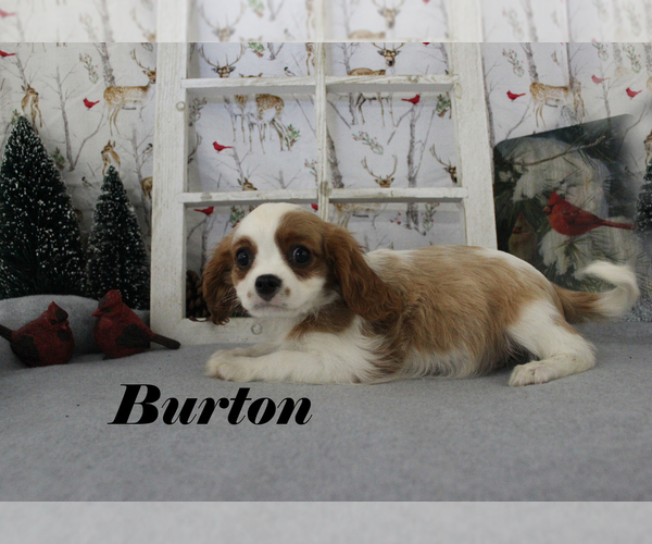Medium Photo #33 Cavalier King Charles Spaniel Puppy For Sale in CHANUTE, KS, USA