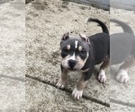 Small Photo #12 American Bully Puppy For Sale in CLEVELAND, OH, USA