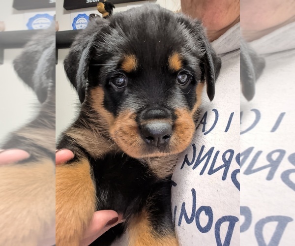 Medium Photo #12 Rottweiler Puppy For Sale in CANDIA, NH, USA