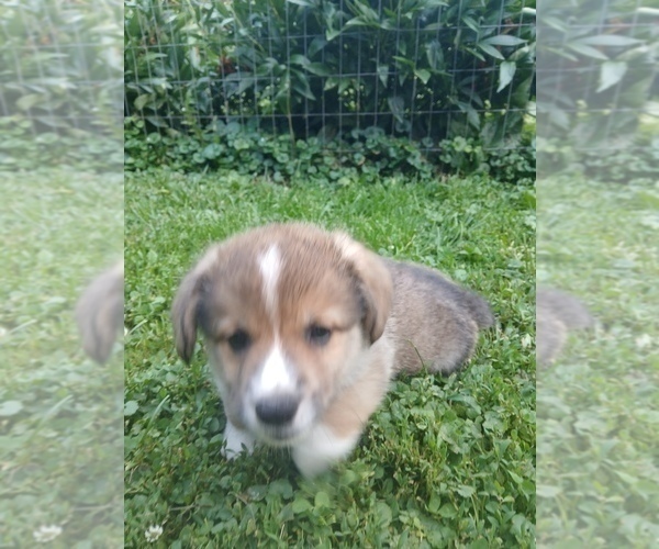 Medium Photo #3 Pembroke Welsh Corgi Puppy For Sale in REDKEY, IN, USA