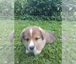 Small #2 Pembroke Welsh Corgi