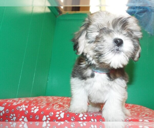 Medium Photo #1 Zuchon Puppy For Sale in PATERSON, NJ, USA