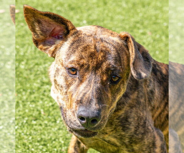 Medium Photo #3 Mutt Puppy For Sale in Hilton Head, SC, USA