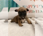 Small Photo #2 French Bulldog Puppy For Sale in BROOKLYN, NY, USA