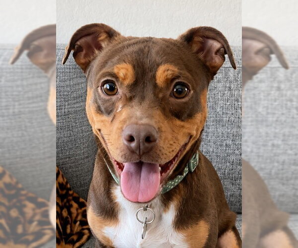 Medium Photo #12 American Staffordshire Terrier-Chihuahua Mix Puppy For Sale in Lake Forest, CA, USA