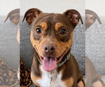 Small #11 American Staffordshire Terrier-Chihuahua Mix