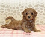 Small #1 Cavapoo