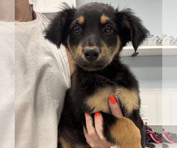 Medium Photo #3 Australian Shepherd-Unknown Mix Puppy For Sale in Washington, DC, USA