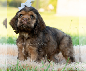 Medium Cocker Spaniel