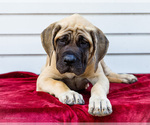 Small Mastiff