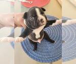 Small Photo #18 Boston Terrier Puppy For Sale in NEW PORT RICHEY, FL, USA