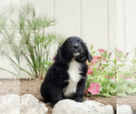 Small Photo #3 Australian Retriever Puppy For Sale in BRISTOL, IN, USA