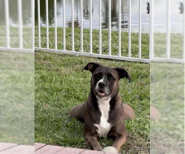 Medium Photo #2 Bulloxer Puppy For Sale in Royal Palm Beach, FL, USA