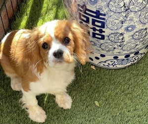 Cavalier King Charles Spaniel Puppy for sale in CIBOLO, TX, USA