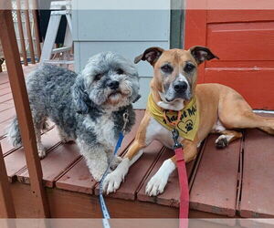 Shih Tzu-Unknown Mix Dogs for adoption in Minneapolis, MN, USA