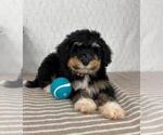 Small #1 Bernedoodle (Miniature)