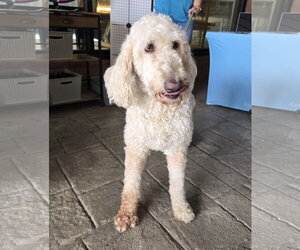 Mutt Dogs for adoption in Cliffwood, NJ, USA