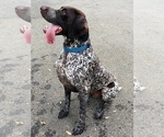 Small Photo #2 German Shorthaired Pointer Puppy For Sale in SPRING BRANCH, TX, USA