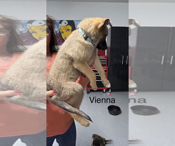 Medium Photo #2 German Shepherd Dog-Unknown Mix Puppy For Sale in Imlay City, MI, USA