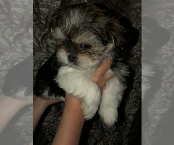 Medium Photo #2 Shorkie Tzu Puppy For Sale in CANTON, TX, USA