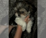 Small Photo #2 Shorkie Tzu Puppy For Sale in CANTON, TX, USA