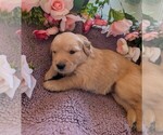 Small #10 English Cream Golden Retriever