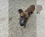 Small #2 Mountain Cur-Rhodesian Ridgeback Mix