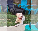 Small #1 American Pit Bull Terrier Mix