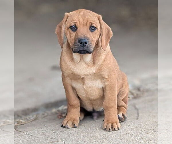 Medium Photo #2 Mutt Puppy For Sale in Vail, AZ, USA