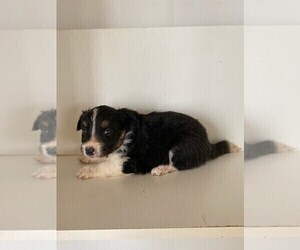 Miniature Australian Shepherd Puppy for sale in OAKDALE, CA, USA