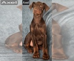 Small Photo #6 Doberman Pinscher Puppy For Sale in POMEROY, OH, USA