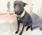 A662347 - Female Siberian Husky-Unknown Mix Dog for Adoption - Small photo